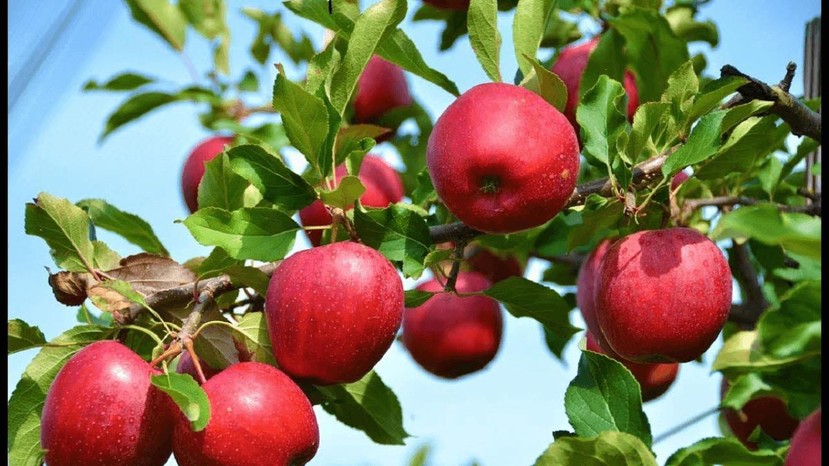 Az alma egészséges, hiszen sok pektint tartalmaz